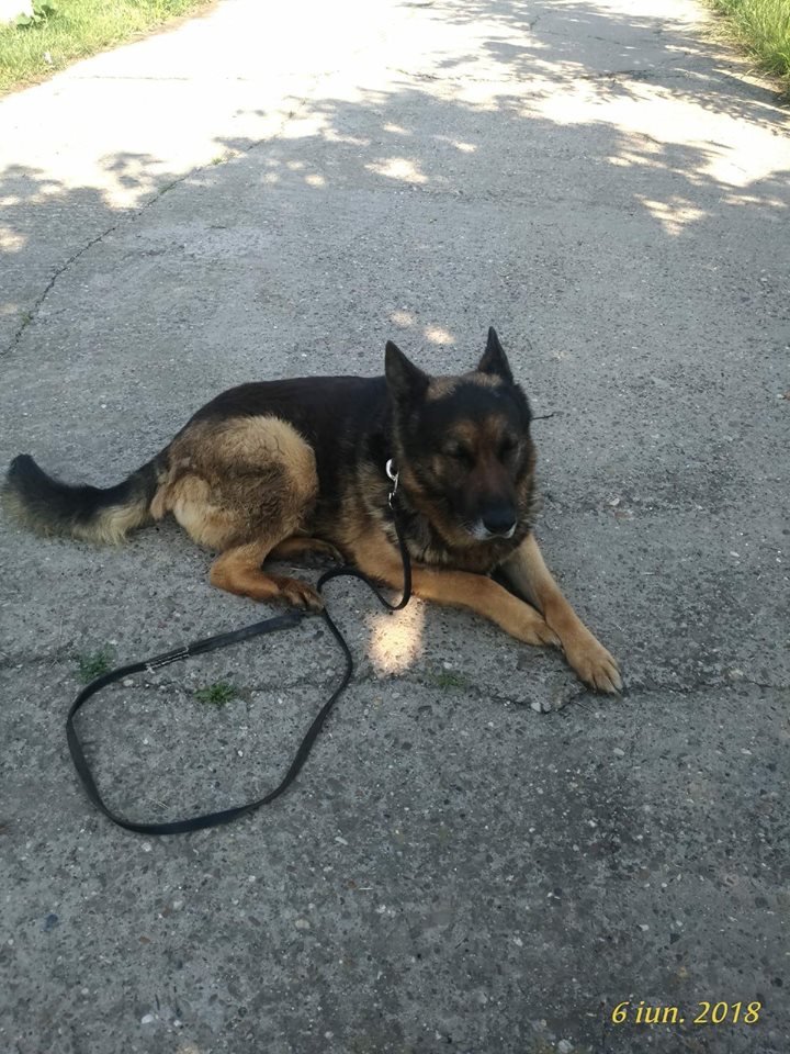REPORTAJ/ Jandarmul Marius și câinele Mabanu, o prietenie mai presus de meserie. Deși a fost pensionat, ciobănescul german rămane cu plutonierul major/ (Foto&Video)