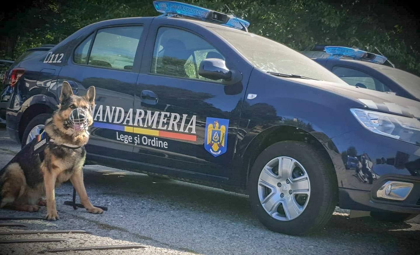 Cățelușa jandarmilor din Bacău „iese la pensie” și își caută o nouă familie. Ogepa a participat la numeroase misiuni în cei 11 ani de activitate