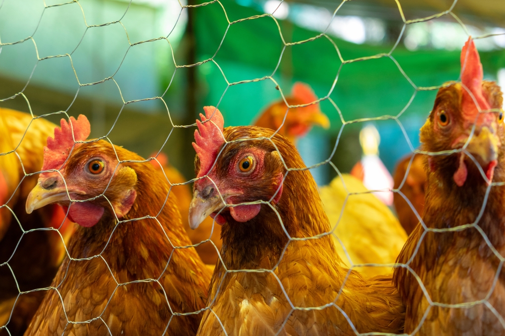 Először találtak H9N2 madárinfluenzával fertőzött embert Európában