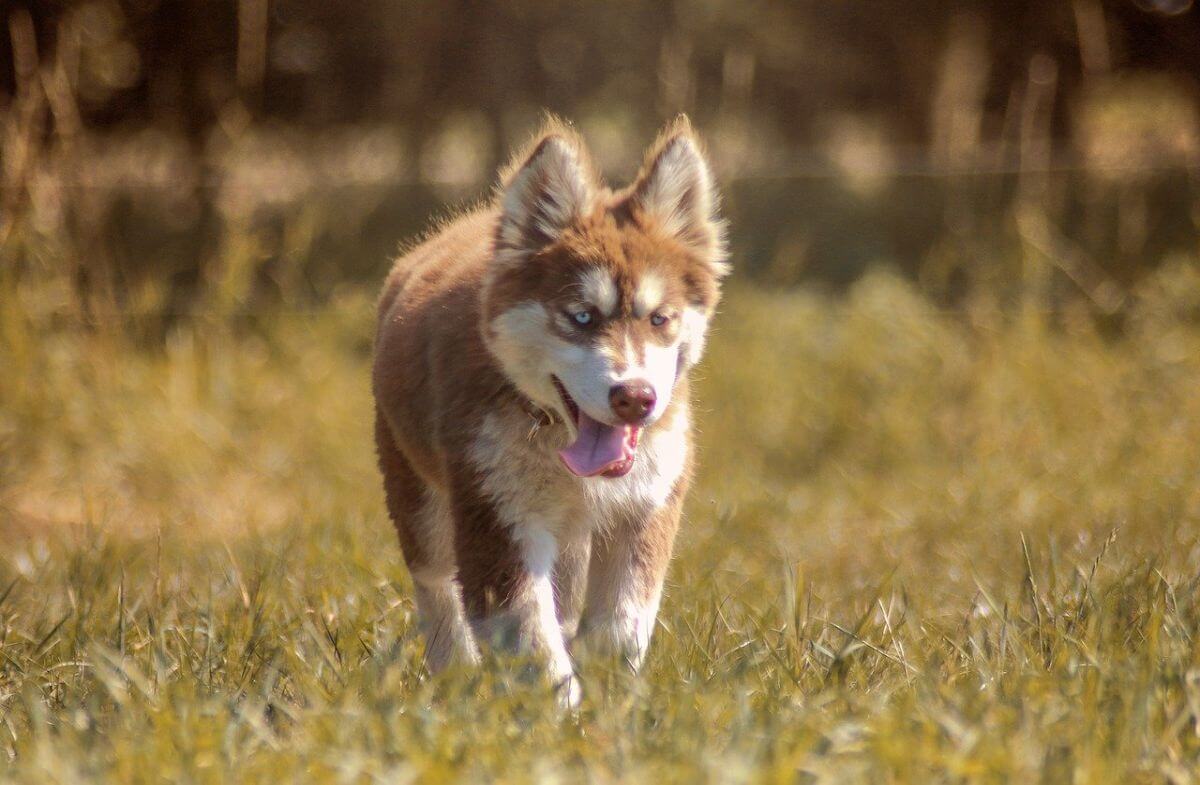 Husky - ce temperament are unul dintre cei mai frumoși câini din lume