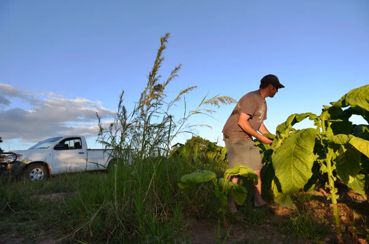 Zimbabwe’s compensation payments to white farmers hit $508 million 25 years after land seizures
