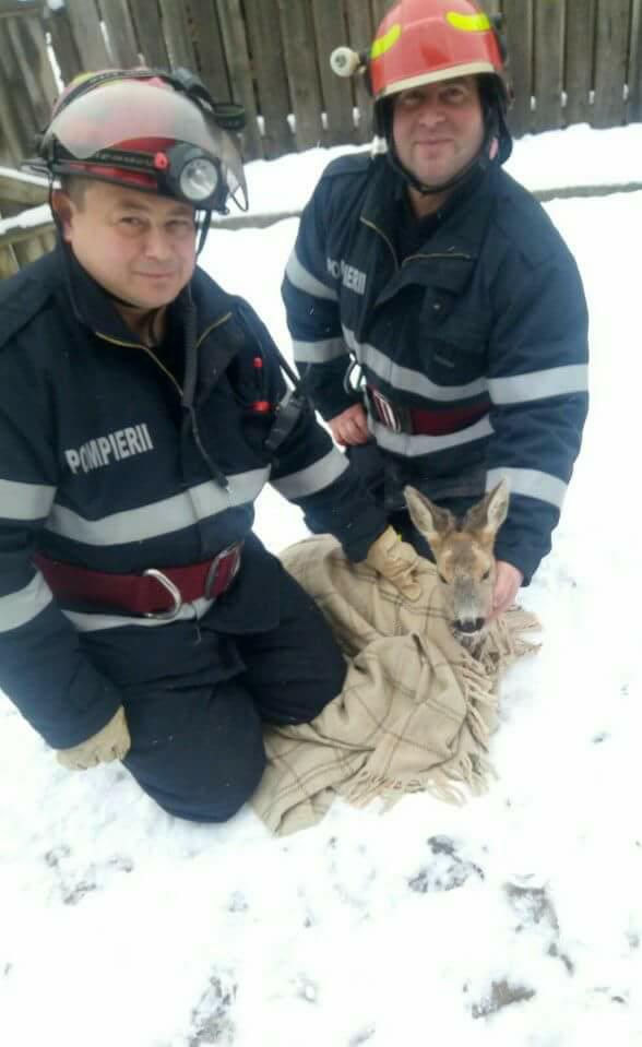 Pompierii au salvat un pui de căprioară din albia pârâului Valea Seacă