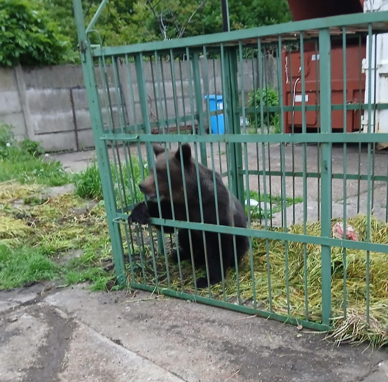Ce s-a întâmplat cu ursul care a speriat Câmpina după ce a fost prins de polițiști