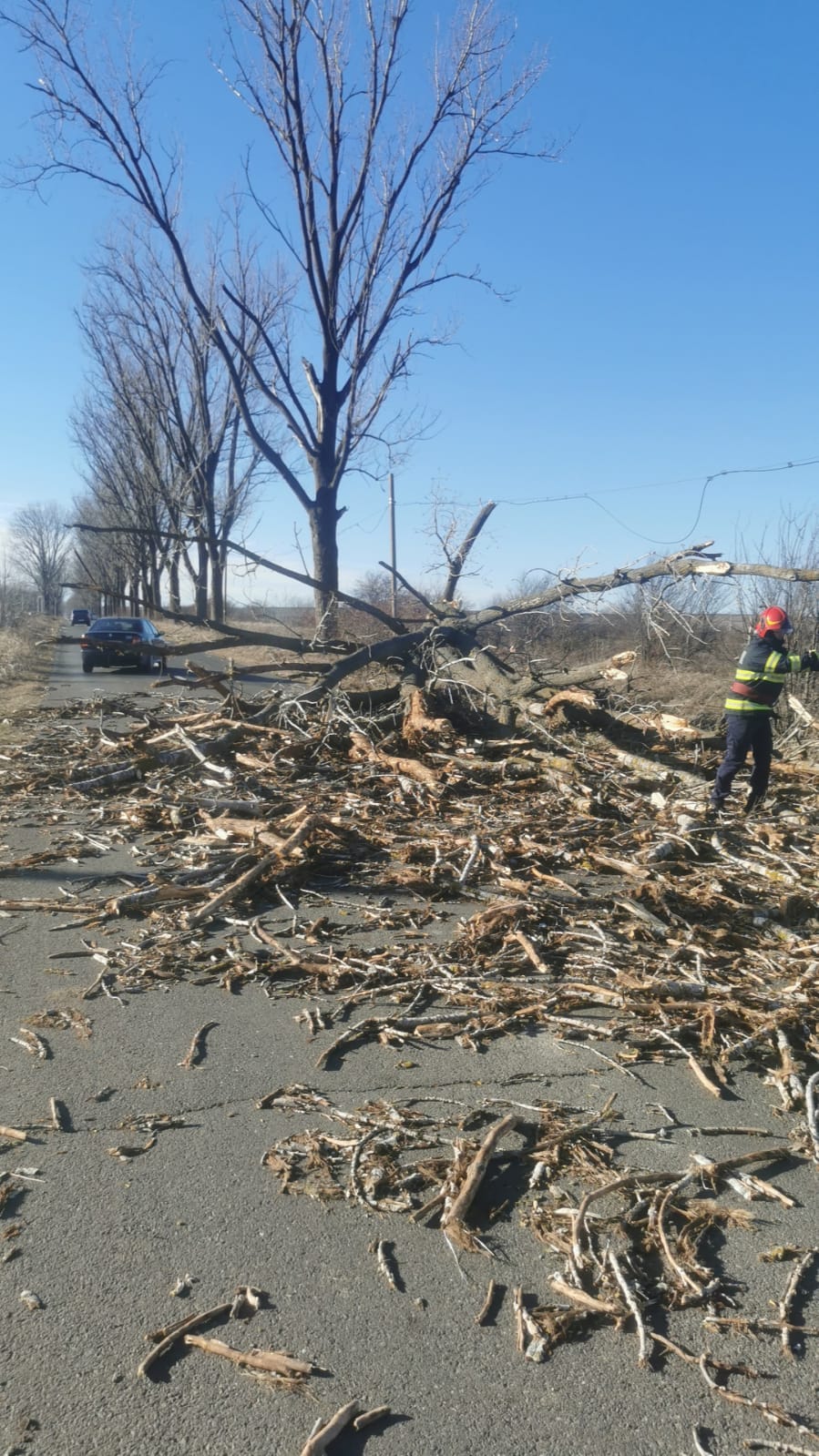 Alertă de vânt puternic în Giurgiu: mai mulți copaci, doborâți de rafalele puternice. Unul a căzut peste o mașină