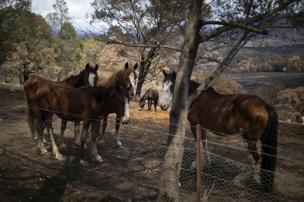 Săptămâna în imagini | Durerea ursulețului Koala și a milioanelor de animale prinse în infernul incendiilor din Australia