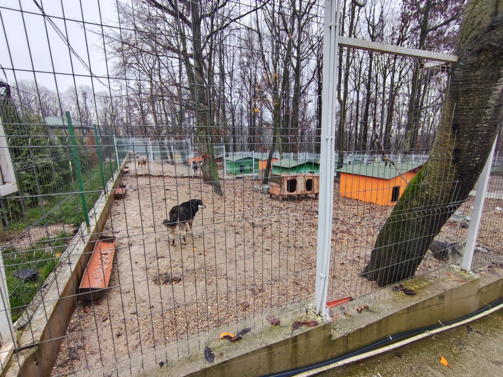 Orașul câinilor. Localitatea din România care a ajuns să găzduiască cel mai mare adăpost din lume dedicat animalelor fără stăpân