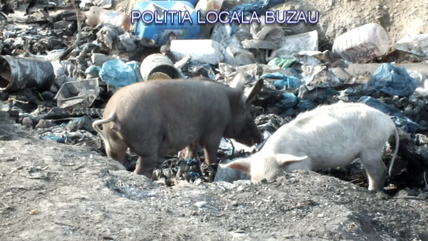 GALERIE FOTO| Descoperire macabră în Buzău. Un crescător de porci își hrănea animalele cu cadavre şi resturi animale