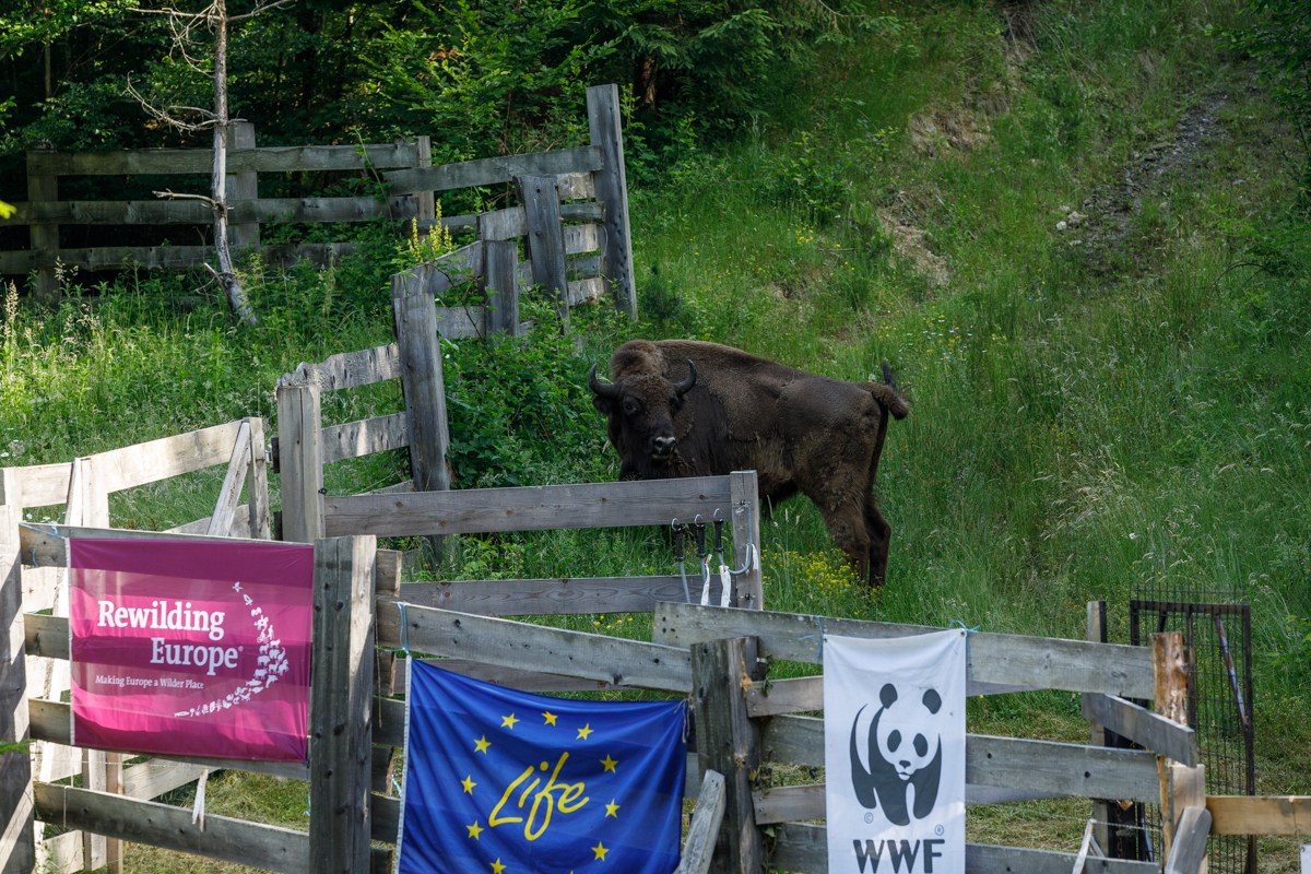Zimbri românești cu părinți din Occident. Cum se reface populația în Carpați după 200 de ani. „La început, oamenii din zonă nu au fost așa bucuroși”