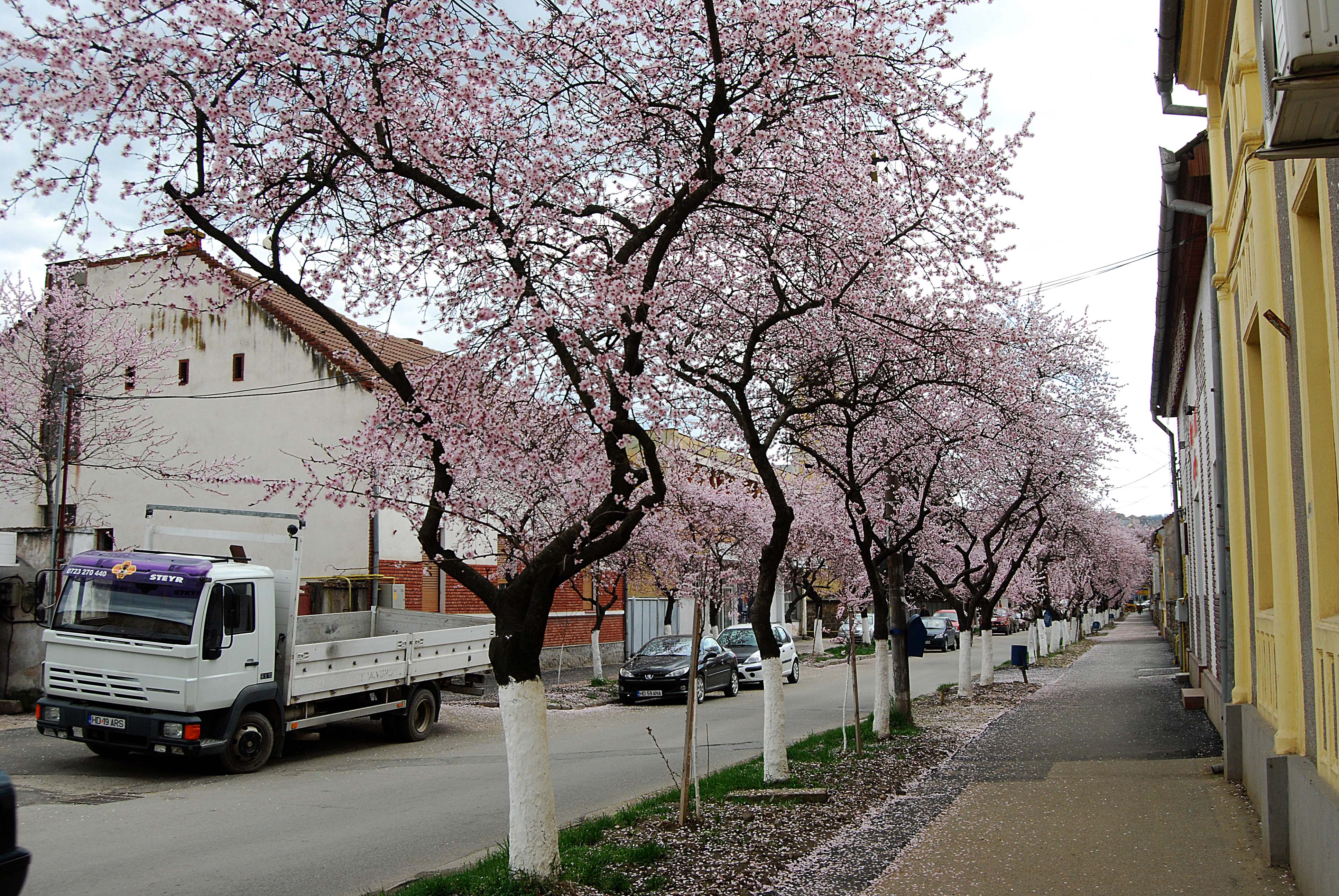 Este aceasta una dintre cele mai frumoase străzi din România? Imagini desprinse parcă din povești! GALERIE FOTO
