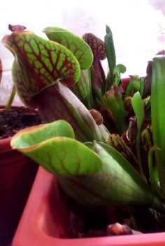 Grădina cu ciudăţenii! Colecționează plante carnivore | GALERIE FOTO