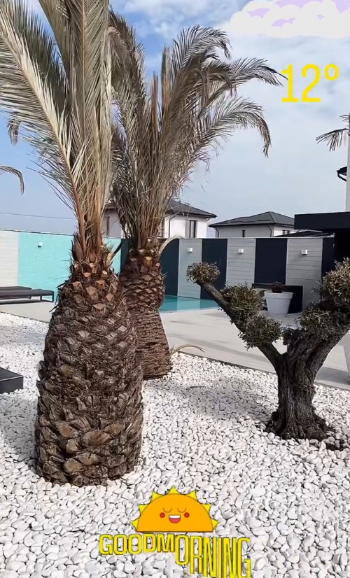 Imagini din curtea casei lui Dorian Popa, decorată cu pietre albe și palmieri. Nu are nici gazon, nici flori: „Am dat drumul la piscinică”