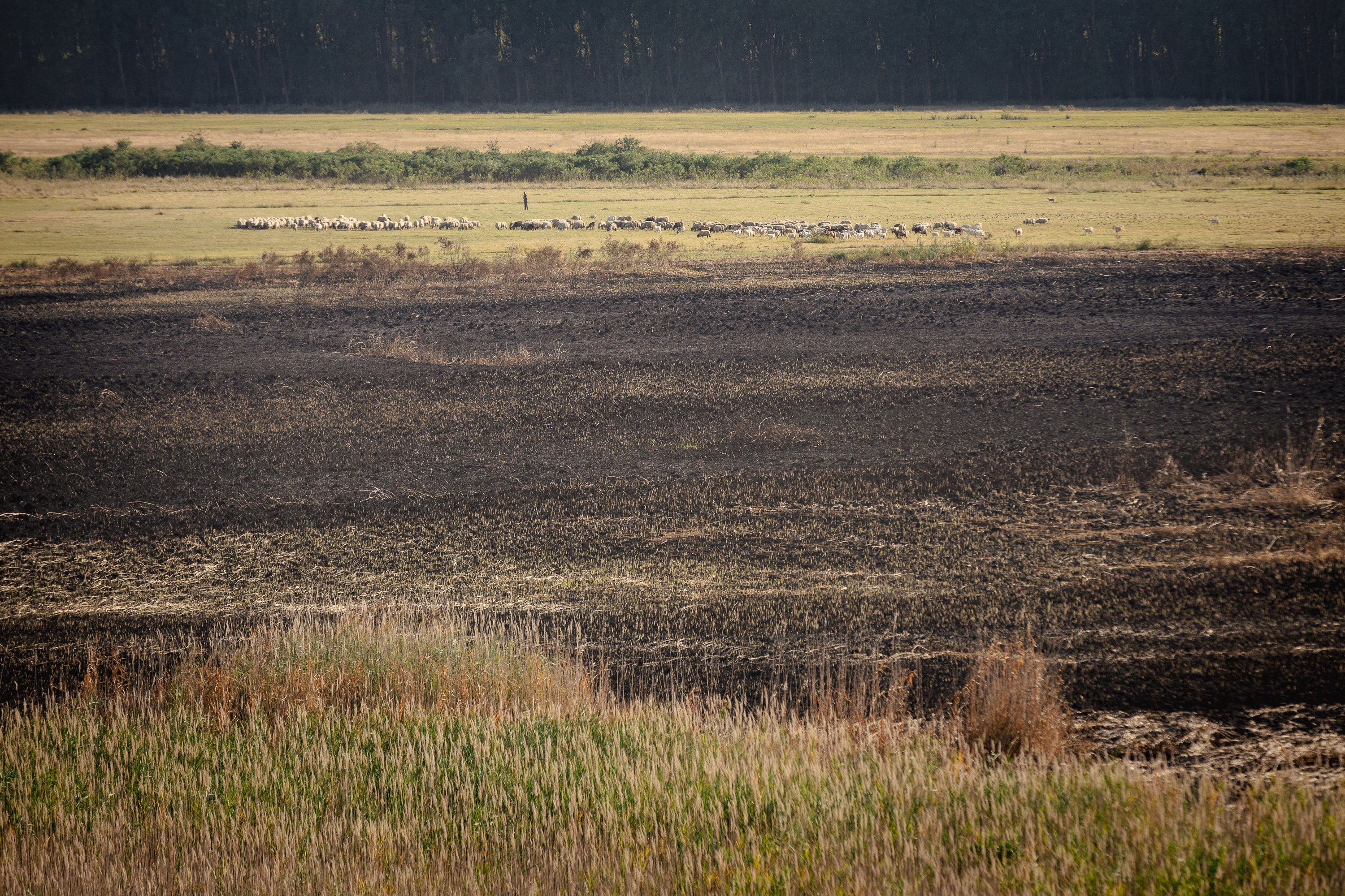 REPORTAJ. Cum arată de la fața locului dezastrul de la Islaz, unde au ars aproape 700 de hectare din „Delta Teleormanului"