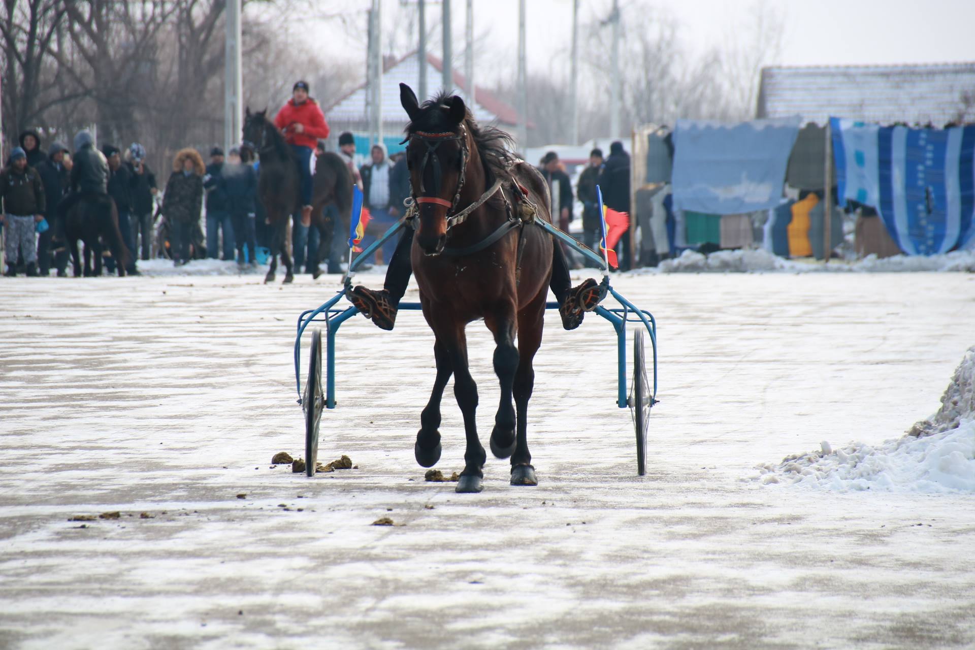 REPORTAJ: Localnicii din orașul lui Nea Mărin şi-au botezat caii pentru a-i feri de boli. Imagini superbe cu cei mai frumoși cai/ GALERIE FOTO