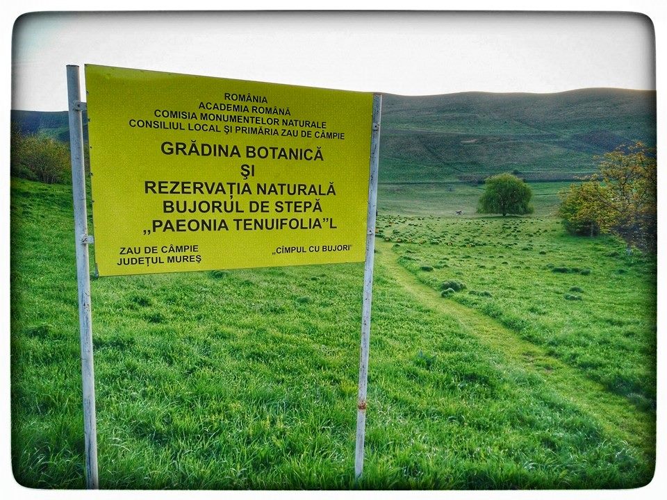 Au înflorit bujorii de la Zau de Câmpie! Rezervația este unică în Europa