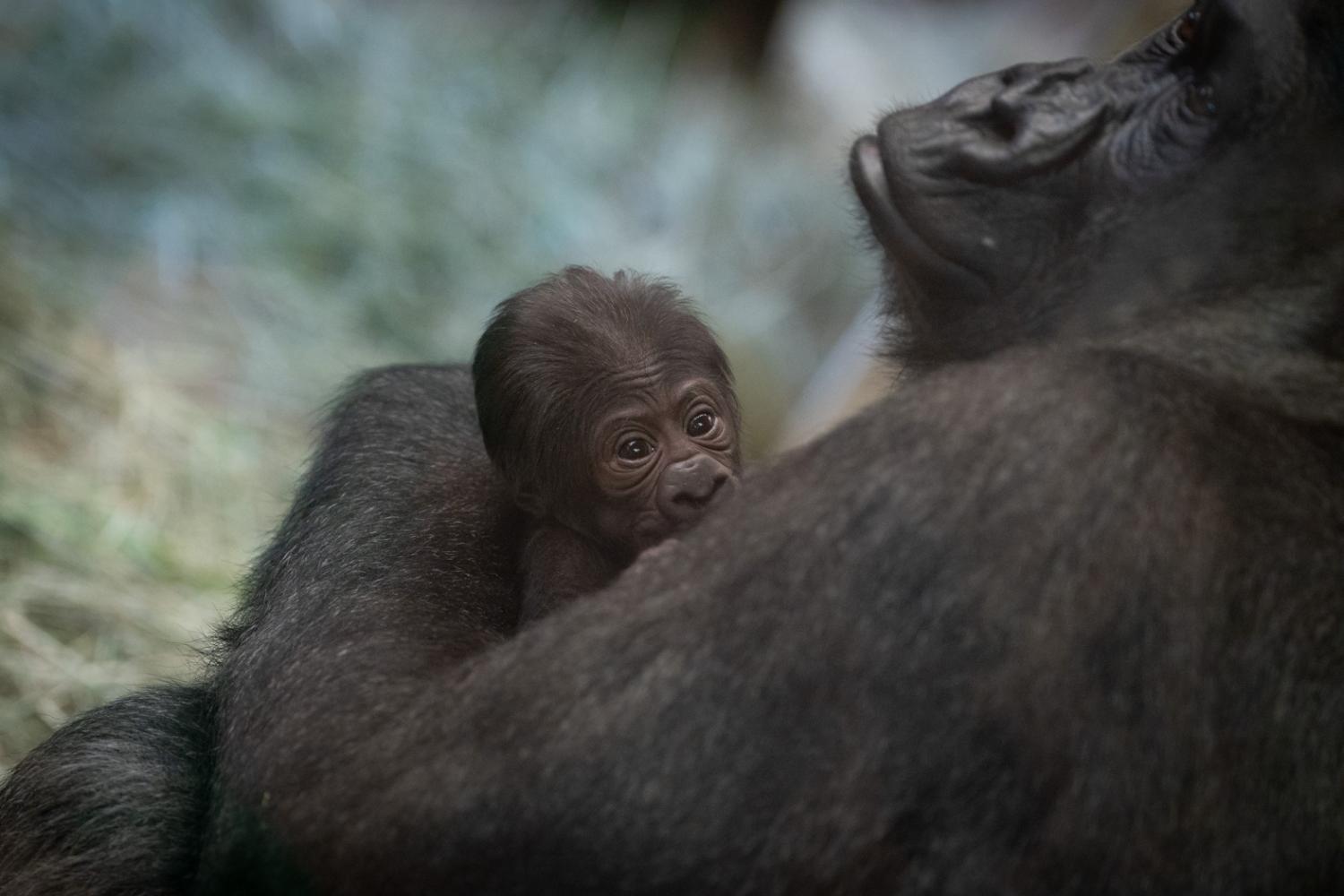 În SUA, gorila Sully, care era considerată un mascul, a născut. Zoo Columbus oferă explicații