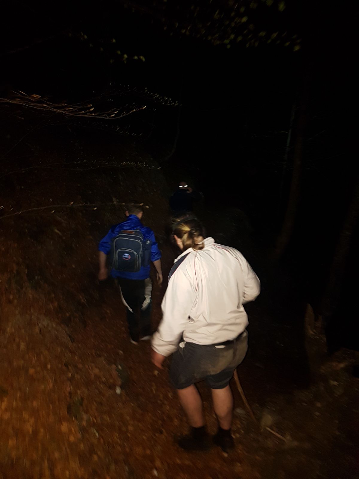 Doi turişti care s-au întâlnit cu un urs pe un traseu din Bucegi au stat o oră căţăraţi într-un brad