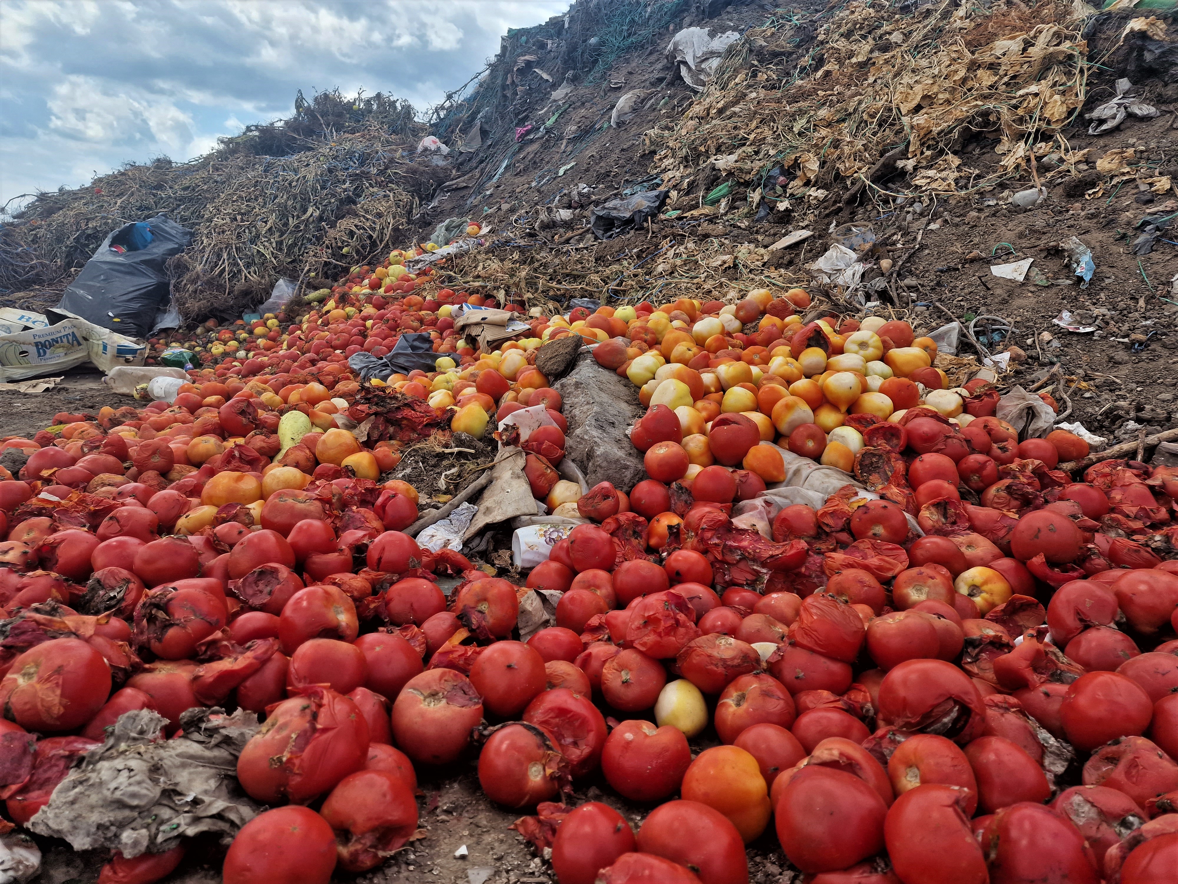 REPORTAJ. Apocalipsa roșiilor. Cultivatorii dintr-o localitate renumită pentru calitatea legumelor au ajuns să le vândă pe nimic sau să le arunce la gunoi: „Anul ăsta ne-a frânt de tot!”