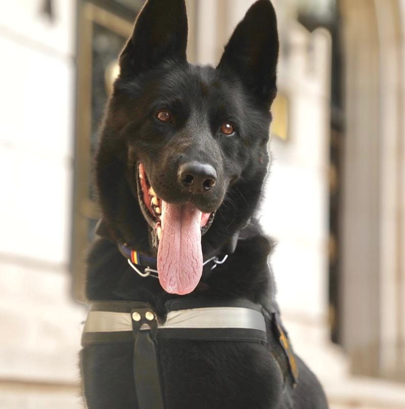 Șuier, cel mai cunoscut câine din Poliția Română, a ieșit la „pensie”. Câți ani are