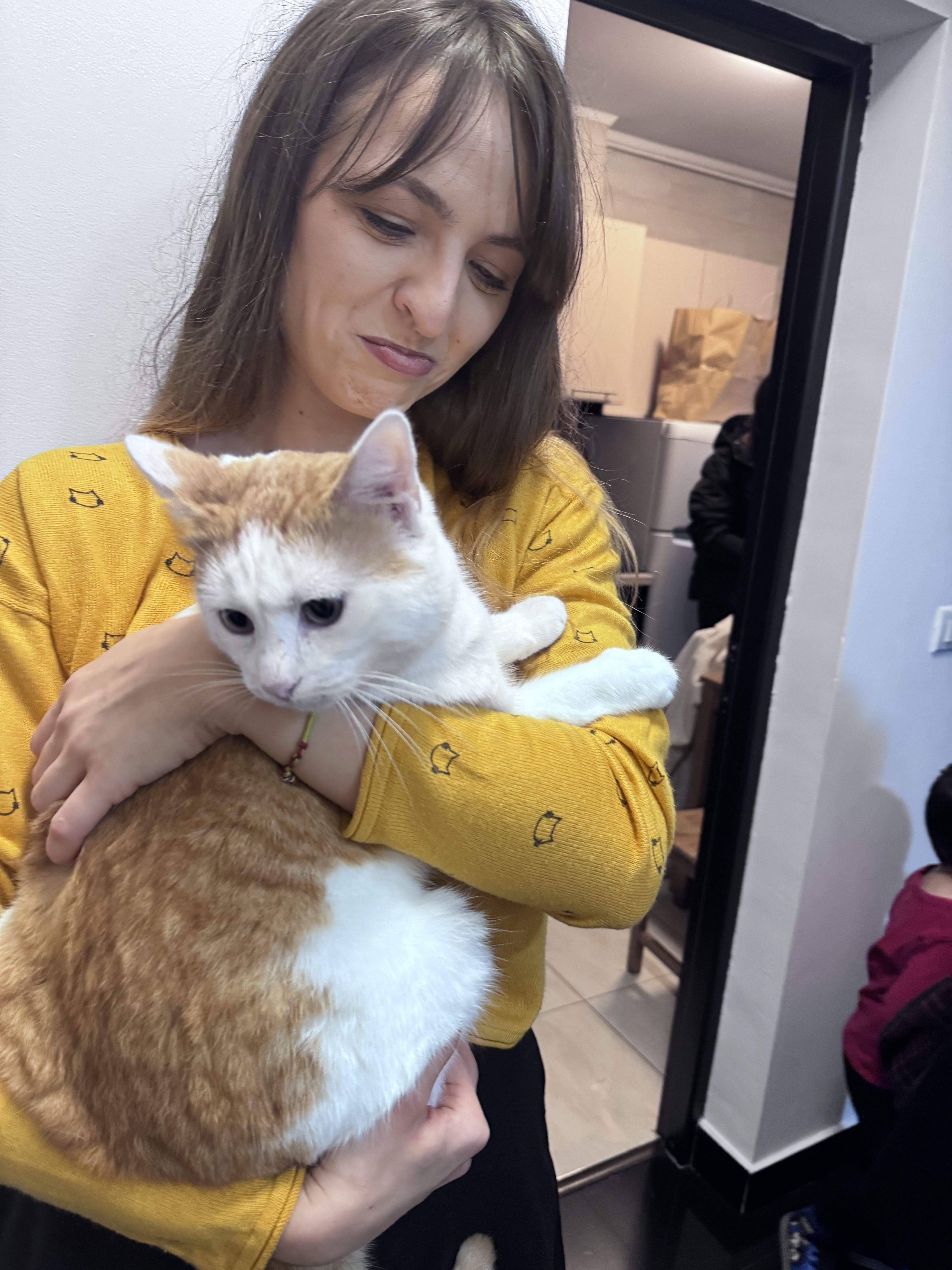 Casa de avocatură transformată în târg de adopție pentru pisici. Povestea pisicilor Aristo și Crat. Marius Todeancă, avocat: „Responsabilitatea față de animale este un semn de civilizație, nu un hobby”