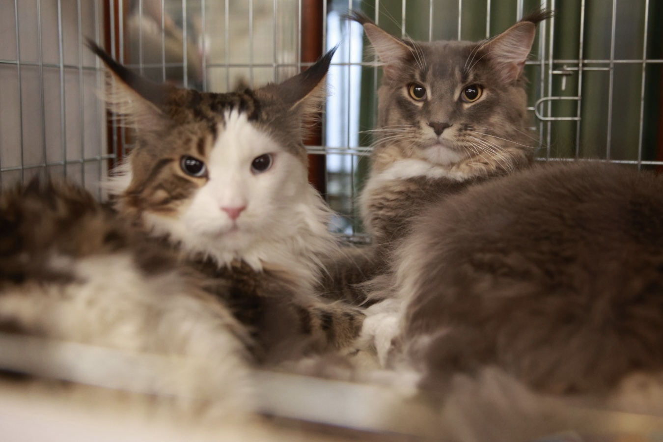 Pisici de top, priviri hipnotizante și povești spectaculoase. Cum a fost la Salonul Felin Internațional SofistiCAT