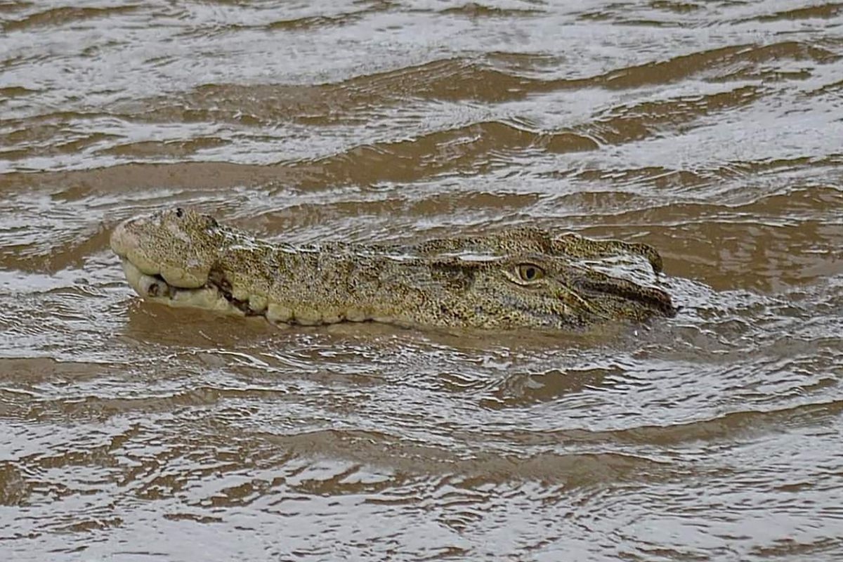Inundații masive în nord-estul Australiei: avioane sub ape, oameni izolați, crocodili ajunși în centrul orașului