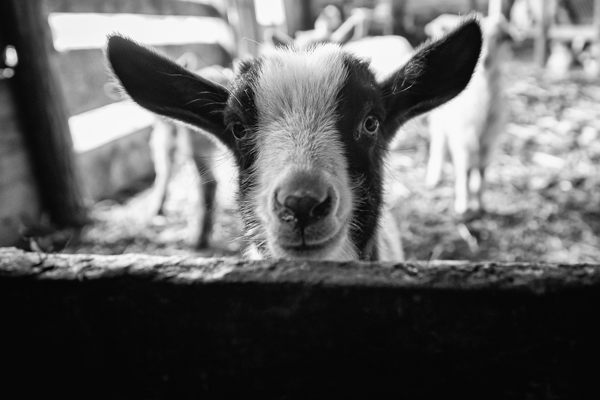 Povestea oierului care și-a chemat fiii din Anglia să-l ajute pentru mieii de Paște: ”O să tăiem și oile ca să nu moară de foame”