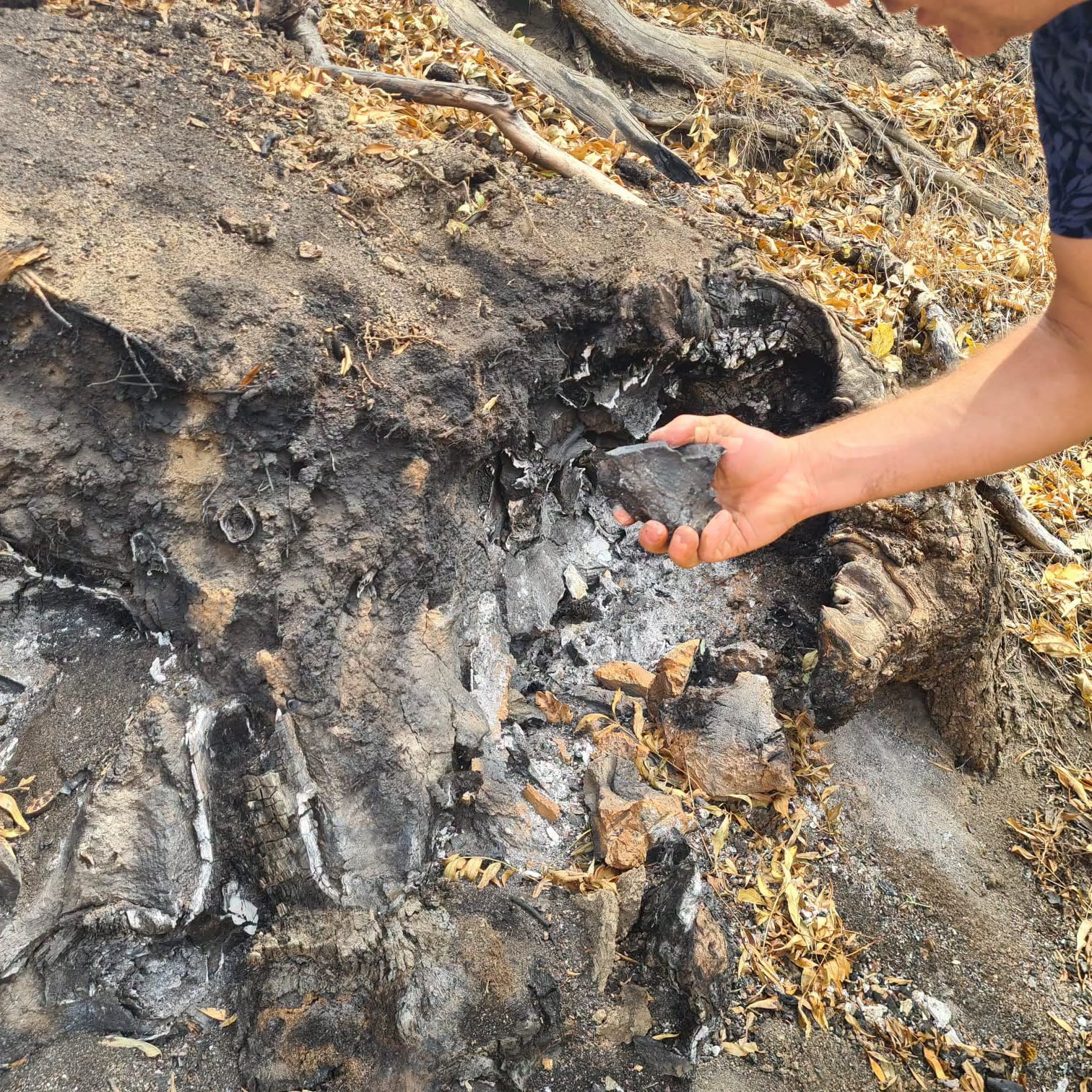 Ce este incendiul subteran care afectează Parcul Natural Lunca Mureșului, acolo unde copacii iau foc din senin
