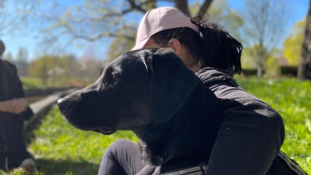 Ki tesz ilyen szívtelenséget? Svédországban rabolták el Essie-t, az életmentőkutyát, idehaza is keresik: több millió jár a megtalálónak