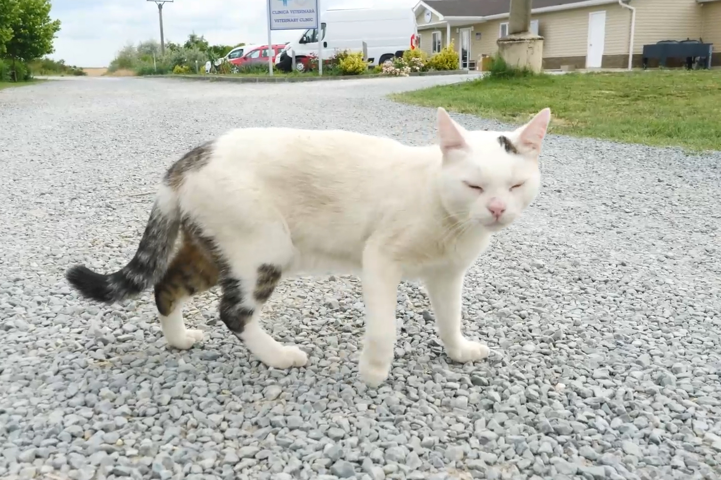 Acasă la motanul Putin şi câinele Zelenski. 30 de animale salvate din Ucraina şi-au găsit salvarea la un adăpost din Cernavodă