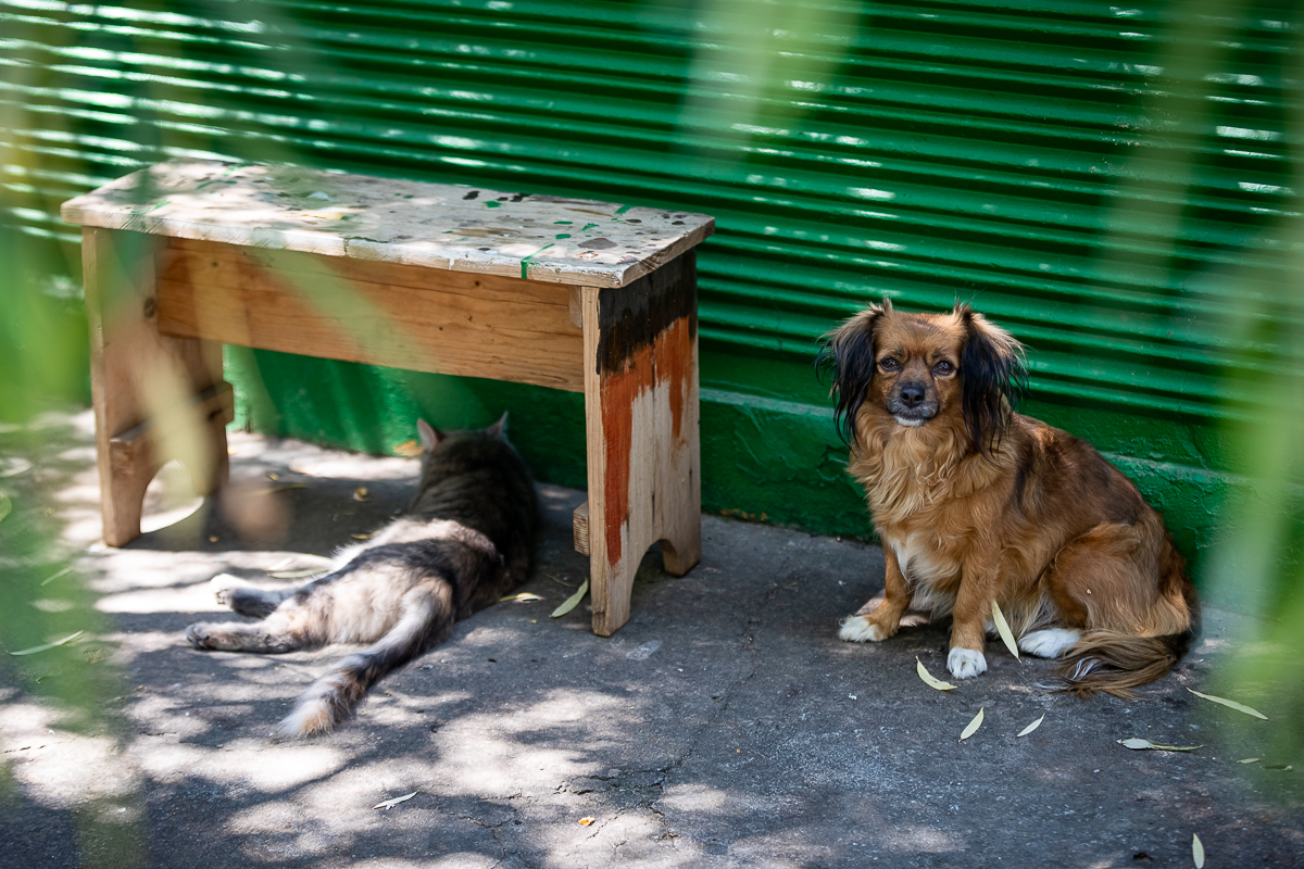Lecție de optimism de la trei prieteni care luptă cu dizabilitățile, pandemia de COVID și pierderea locuinței. Dorica, Livia şi Vasile din Torceşti: “Important e să ai pentru ce să te trezeşti”