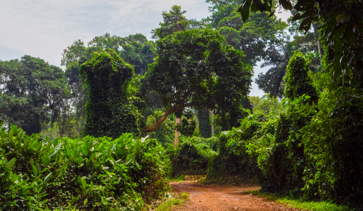 Izvorul Nilului din Uganda