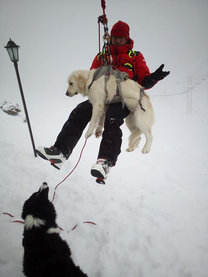 REPORTAJ/Povestea câinilor de avalanșă Helios și Dara sau încrederea de nezdruncinat dintre om şi animal: "Unde merg eu, merg şi ei"/ FOTO