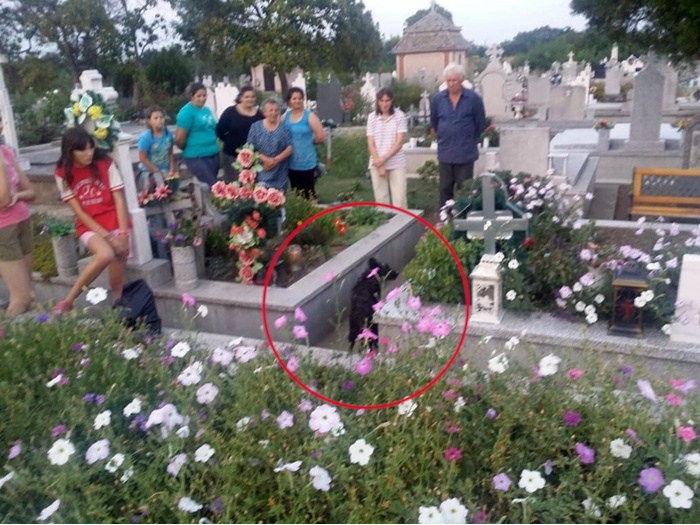 Un câine a fost îngropat de viu intenționat într-un cavou din cimitir. Explicația uluitoare a groparilor, care și-au recunoscut fapta