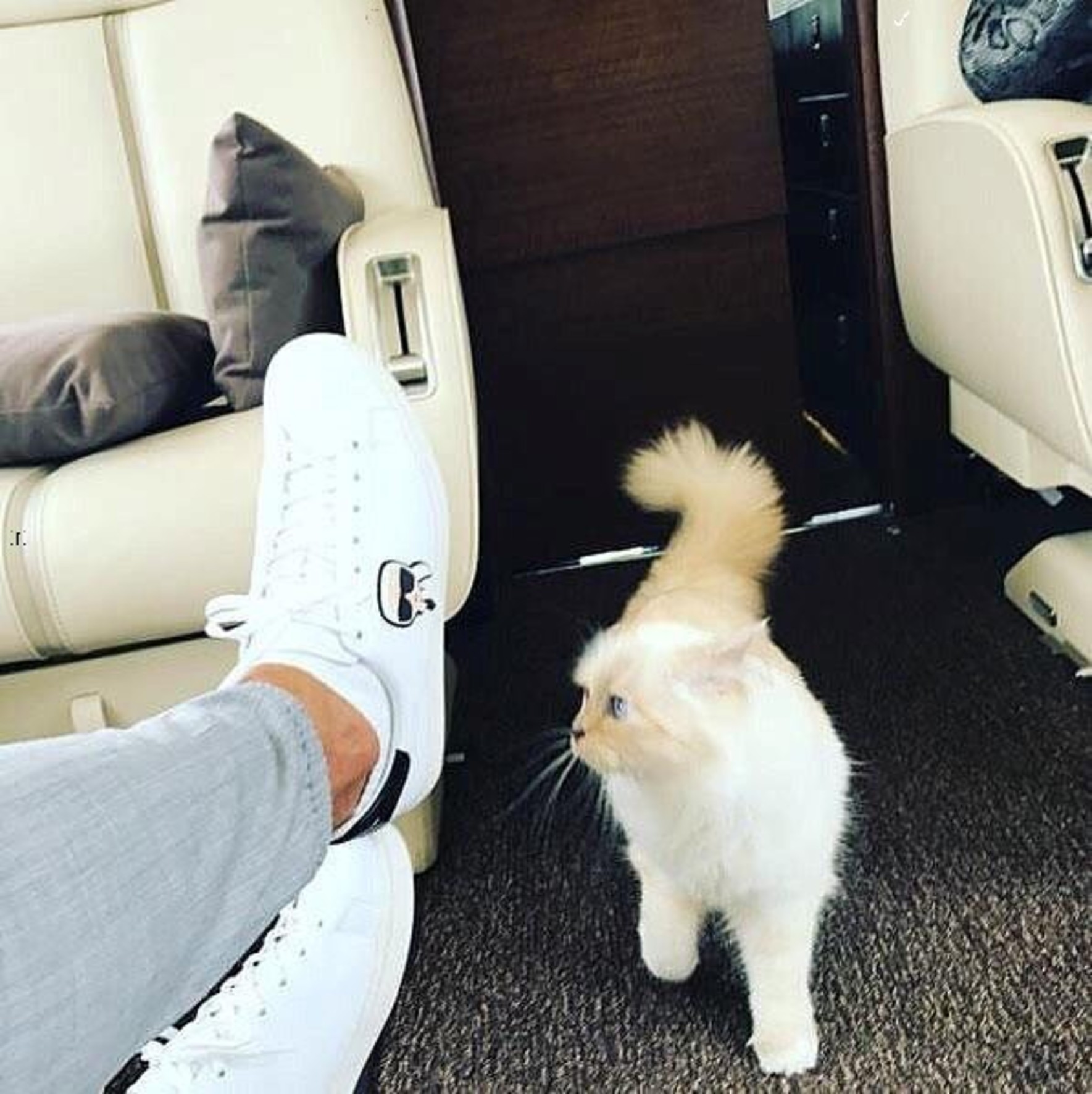 Povestea pisicii care va moșteni averea lui Karl Lagerfeld. Designerul era nedespărțit de Choupette | FOTO