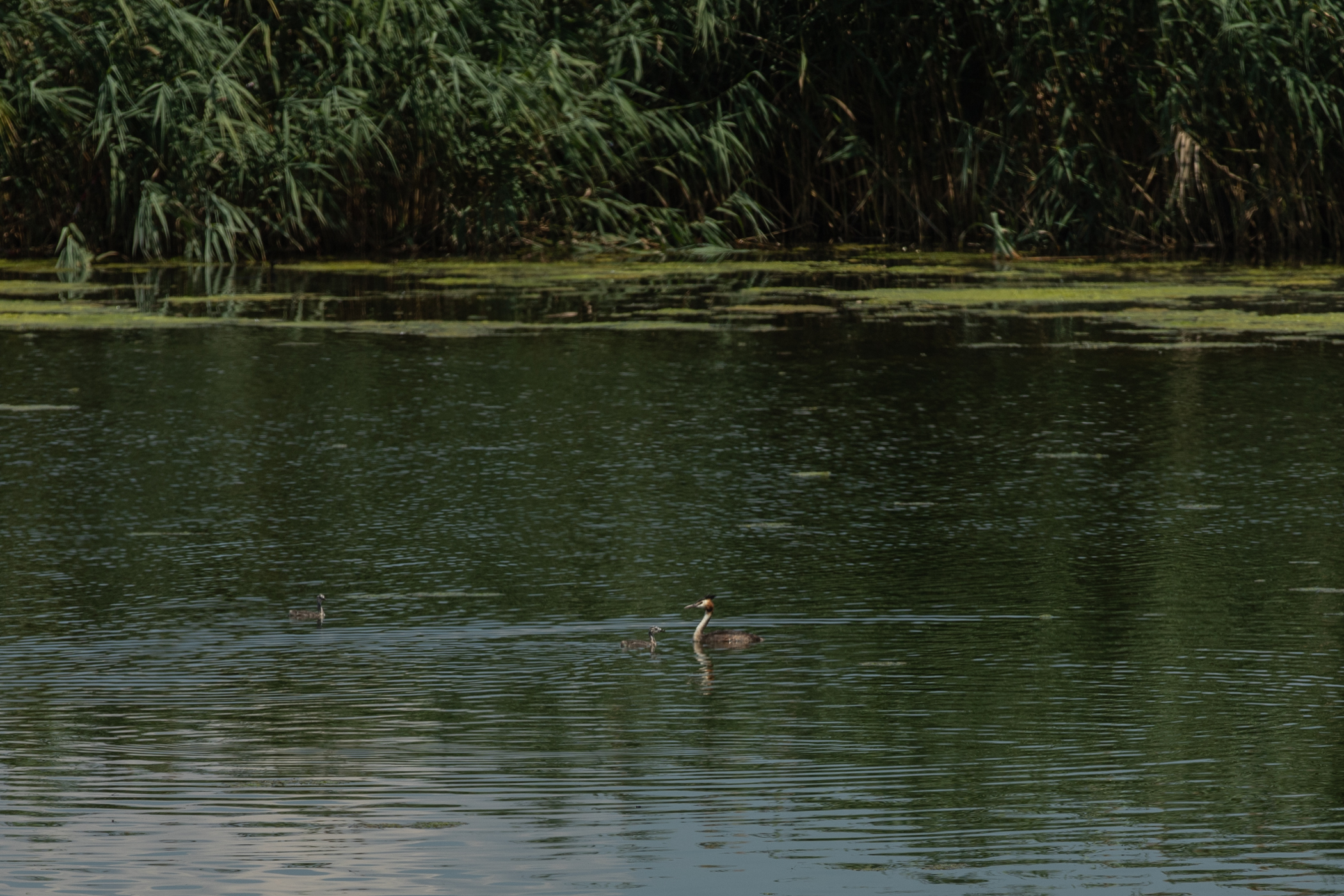 Recensământul cormoranilor. Am numărat prădătorii de pește de pe bălțile deținute de fiica ministrului agriculturii: „Au fost doi, dar au fugit”