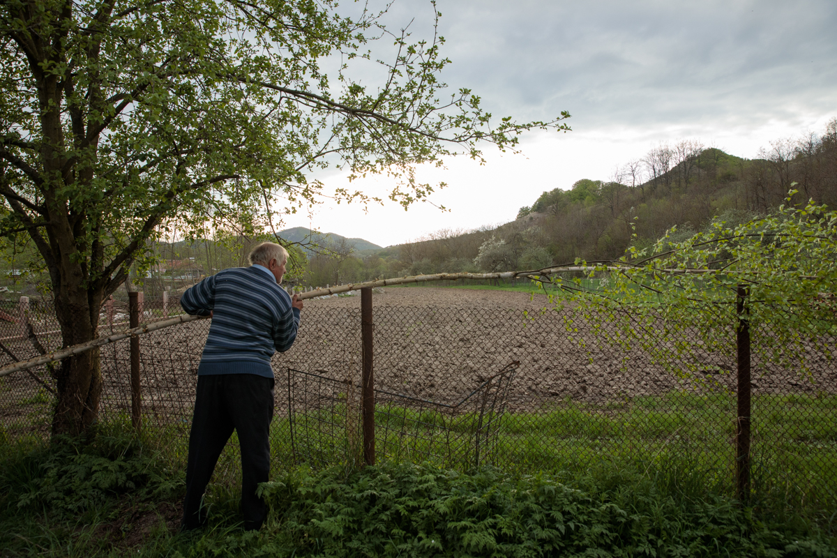 REPORTAJ. „Armindenul” lui Nea Dumitru, obicei vechi de când satele din Țara Hațegului. De ce se pune mesteacăn la poartă de 1 mai