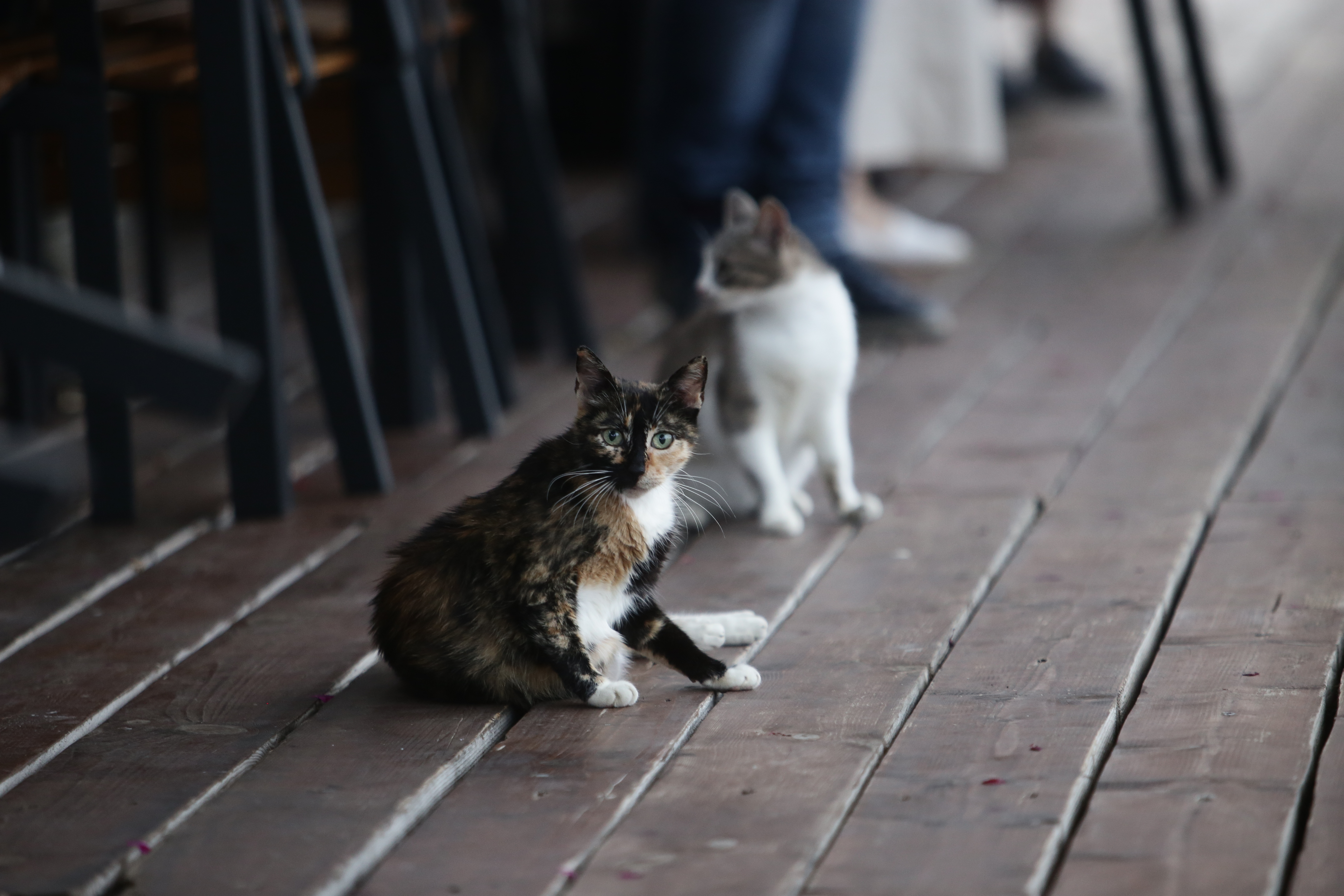 FOTOREPORTAJ/ Prin Delta Dunării, în căutarea sălbăticiei