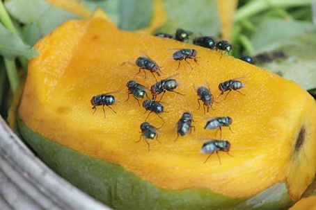 These are 3 reasons houseflies love mangoes and here are 7 ways to keep them away