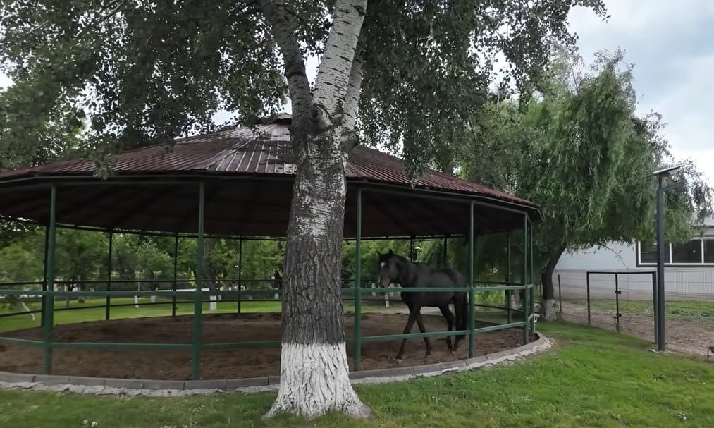 Imagini rare cu proprietatea lui Nuțu Cămătaru. Cum arată domeniul din Ferentari unde sunt crescuți cai și animale exotice