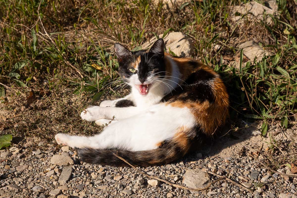 Mănâncă puțin, roagă-te, muncește. Sfaturi de viață lungă de la bătrânii din Ținutul Buzăului