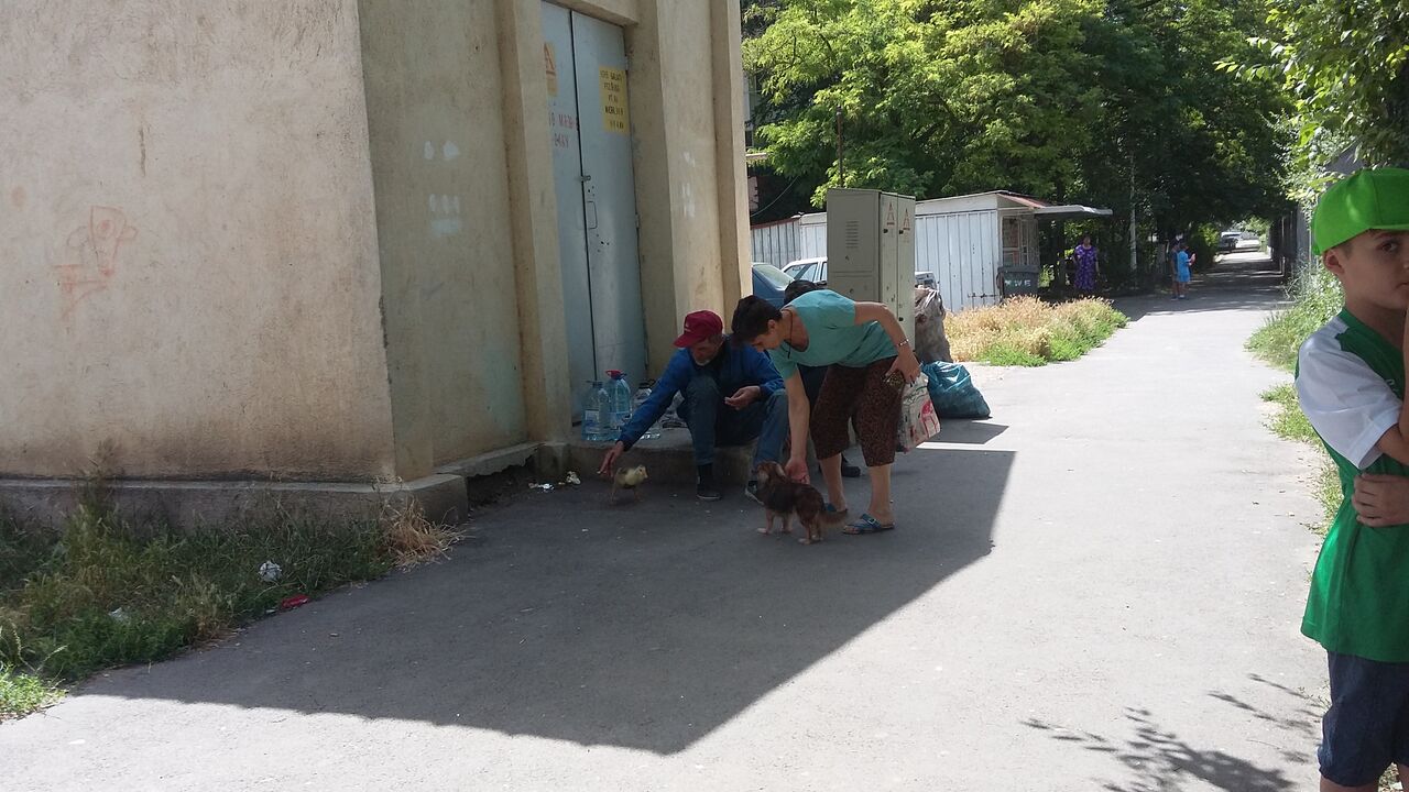 Boci Boci, rața animal de companie din Galați, scoasă la plimbare în ciuda caniculei de afară GALERIE FOTO