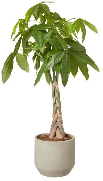 Kwiaty doniczkowe - ranking 2026