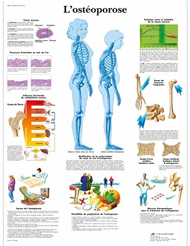 3B Scientific anatomiczne krojenia VR2121UU