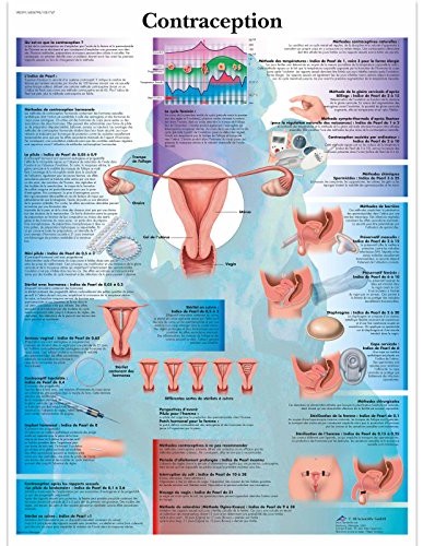 3B Scientific anatomiczne krojenia VR2591UU