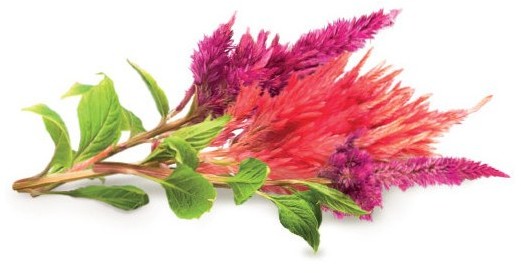 Click&Grow Kapsułki z nasionami Smart Soil 3 szt. celozja grzebieniasta 4742793007298