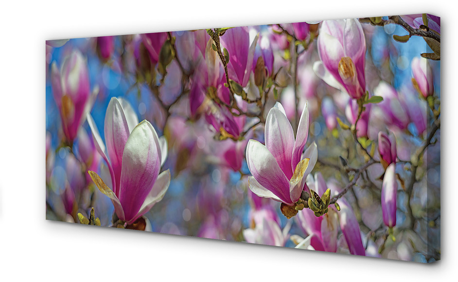 PL Tulup Obrazy na płótnie Magnolia drzewa 100x50cm