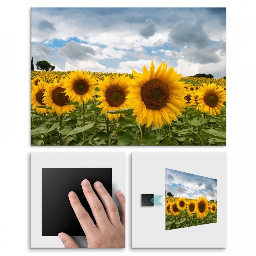 Pix4home Plakat metalowy słoneczniki i piękne niebo L POS-L-01335
