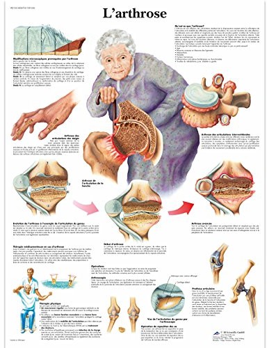3B Scientific anatomiczne krojenia VR2123UU
