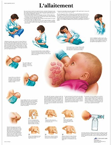 3B Scientific anatomiczne krojenia VR2557UU