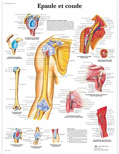 3B Scientific anatomiczne krojenia VR2170UU